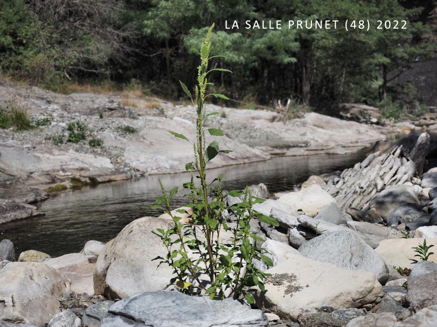 Pigweed, Green plant